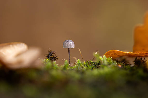 A tiny gray mushroom rises from vibrant moss on a forest floor, framed by blurred leaves. The close-up macro captures texture and calm, evoking nature, solitude, and gentle autumn warmth.