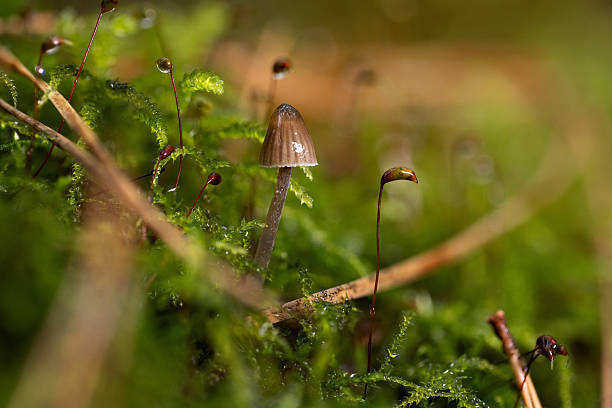 Close-up of tiny brown mushrooms growing on a mossy forest floor, with soft background blur and earthy tones. A natural macro shot that highlights small life and woodland ambience.