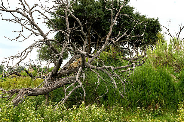 Leopard (Panthera pardus) hanging around and looking for prey in the Okavango Delta in Botswana
