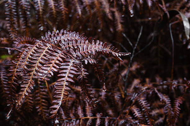 Autumn ferns in the humid forest