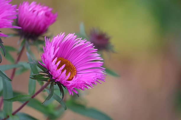 Closeup beautiful pink Aster flowers, elevated view, background with copy space, full frame horizontal composition