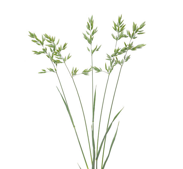 istock Blooming soft brome grass isolated on white, Bromus hordeaceus 2241144056