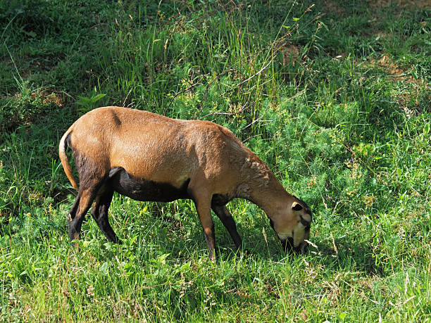 Cameroon Dwarf sheep breed grazing green grass, farm animal