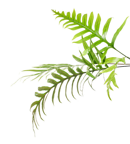 istock Tropical Fern Leaves Isolated on White Background with Clipping Path 2241145758