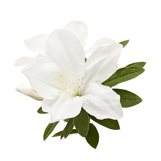 istock White Azalea Flower Isolated on White Background with Clipping Path 2241145848