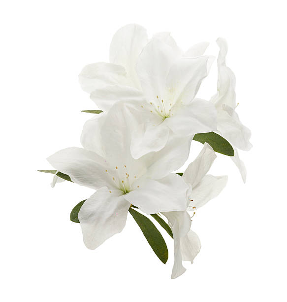istock White Azalea Flower Isolated on White Background with Clipping Path 2241145925
