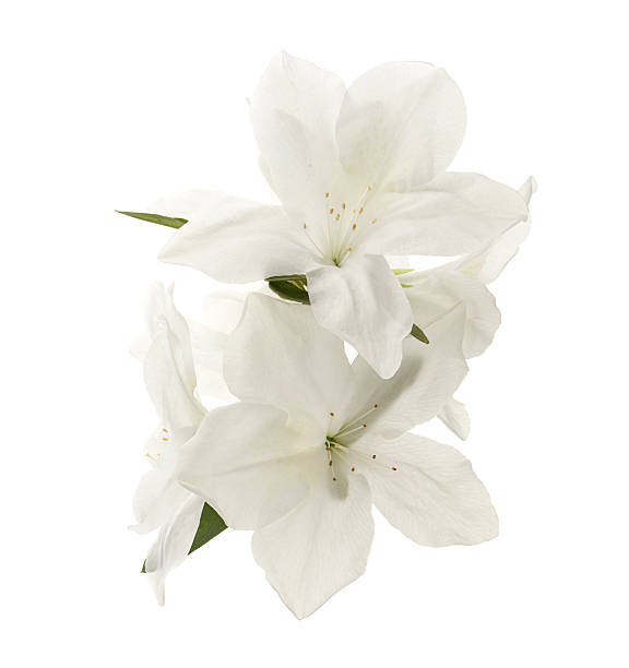 istock White Azalea Flower Isolated on White Background with Clipping Path 2241145928