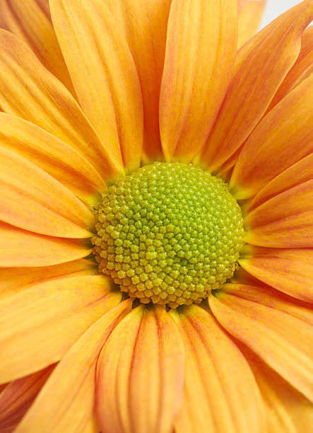 Orange chrysanthemum flower isolated on white background with clipping path. Close-up of bright orange petals and green center, symbolizing cheerfulness and friendship.