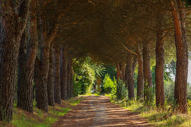 A straight, unpaved dirt path is bordered by two precise, dense rows of tall pine trees with thick, reddish-brown bark that form a dark, overarching canopy, dramatically illuminated by sunlight filtering through the needles and highlighting a bright opening in the distance.