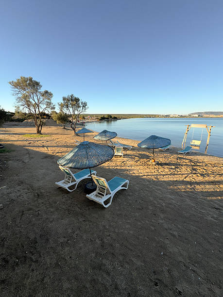 Beach chairs and olive trees by the sea