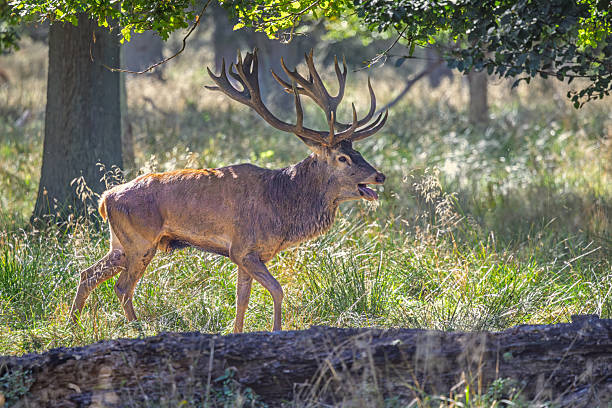 A mature red deer stag (Cervus elaphus) is captured in a sunlit meadow, with its antlers prominently displayed. Photographed in Dyrehaven near Copenhagen, Denmark, the image shows the natural behavior and physical characteristics of the species in a protected woodland setting. Dyrehaven is part of the UNESCO-listed par force hunting landscape, recognized for its cultural and ecological significance. The background features dense green foliage, contrasting with the dry foreground, and shows the stag’s presence in its native habitat.