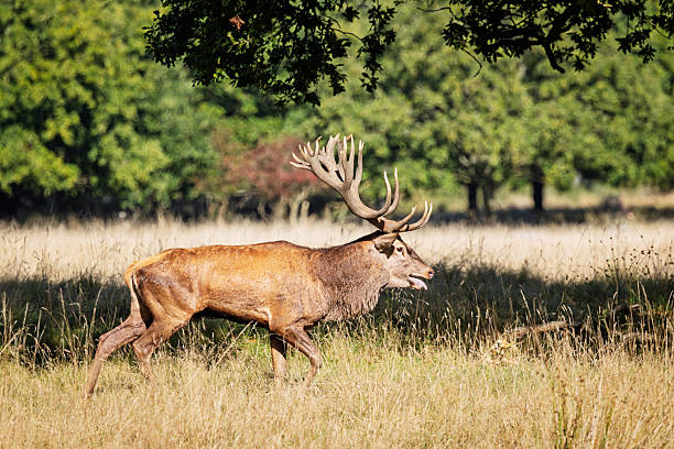 A mature red deer stag (Cervus elaphus) is captured in a sunlit meadow, with its antlers prominently displayed. Photographed in Dyrehaven near Copenhagen, Denmark, the image shows the natural behavior and physical characteristics of the species in a protected woodland setting. Dyrehaven is part of the UNESCO-listed par force hunting landscape, recognized for its cultural and ecological significance. The background features dense green foliage, contrasting with the dry foreground, and shows the stag’s presence in its native habitat.