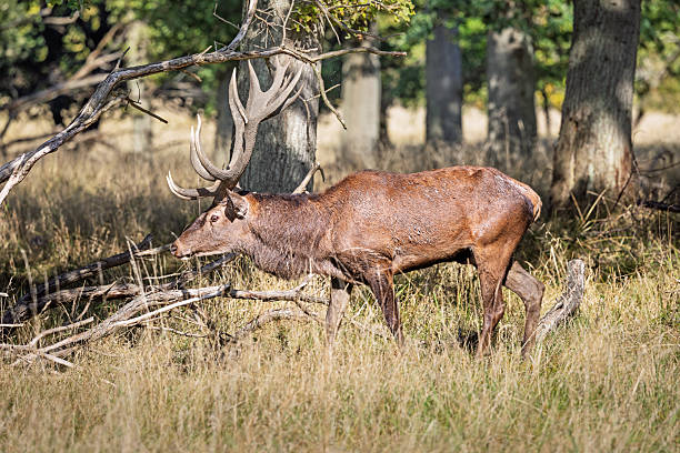 A mature red deer stag (Cervus elaphus) is captured in a sunlit meadow, with its antlers prominently displayed. Photographed in Dyrehaven near Copenhagen, Denmark, the image shows the natural behavior and physical characteristics of the species in a protected woodland setting. Dyrehaven is part of the UNESCO-listed par force hunting landscape, recognized for its cultural and ecological significance. The background features dense green foliage, contrasting with the dry foreground, and shows the stag’s presence in its native habitat.