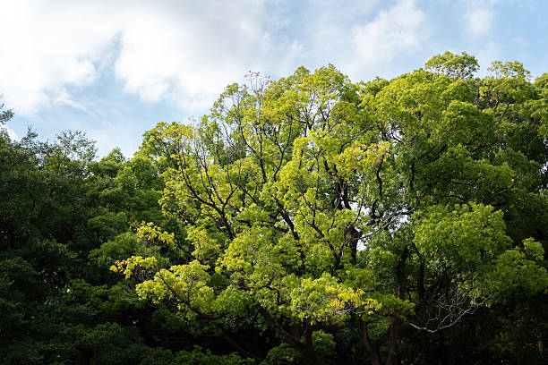 Big tree with beautiful branch shape and green leaves before autumn season at parkland in Japan. Nature scene photo.