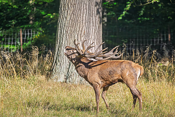 A dominant red deer stag (Cervus elaphus) is shown in profile, vocalizing with mouth open and head raised during the rutting season. The image captures a moment of natural behavior associated with mating displays and territorial assertion. Photographed in Dyrehaven near Copenhagen, Denmark, the scene features dry grassland, scattered woodland debris, and dense forest in the background. Dyrehaven forms part of the UNESCO-listed par force hunting landscape, recognized for its historical and ecological value.