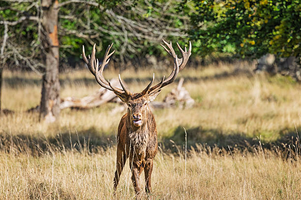A mature red deer stag (Cervus elaphus) is shown facing the camera in a grassy woodland clearing, exhibiting alert posture and direct eye contact during the rutting season. The thick brown coat and fully developed antlers shows seasonal maturity and dominance. Photographed in Dyrehaven near Copenhagen, Denmark, the image captures a moment of behavioral awareness in a protected natural habitat. Dyrehaven is part of the UNESCO-listed par force hunting landscape, recognized for its historical significance and ecological integrity. The composition emphasizes the stag’s presence and interaction with its surroundings, framed by tall grass, scattered branches, and forest vegetation.