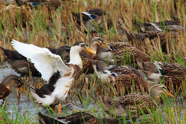 A massive flock of domestic ducks crowds a flooded rice paddy in rural Vietnam. This scene captures the essence of integrated rice-duck farming, a sustainable agricultural practice in Asia.