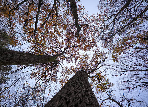 The canopy of treetops and trunks creates contrasting autumn patterns against the sky.
