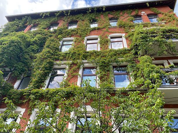 istock Facade with lush green ivy 2241158148