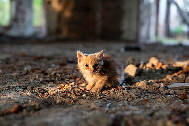 istock Lonely ginger kitten illuminated by the evening sun amidst the ruins 2241158447