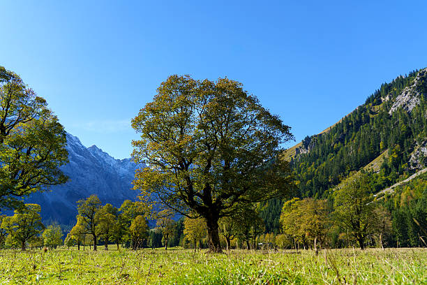 A single green tree stands proudly on a sunny alpine meadow surrounded by dramatic mountain peaks near Berchtesgaden, Germany. The crisp blue sky, clear autumn light, and snow-dusted ridges create a striking contrast of colors and textures. The image captures the serene majesty and isolation of nature in the Bavarian Alps, symbolizing resilience and tranquility.