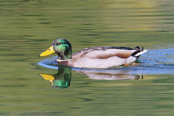 istock male mallard swims in a tranquill lake 2241159096