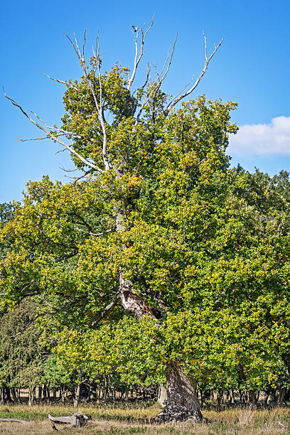 istock Old oak tree in autumn sunlight in Danish UNESCO woodland 2241160346