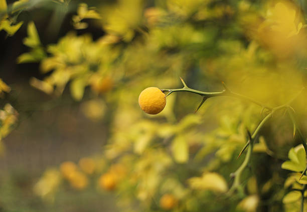 Close-up of small lemon on tree branch