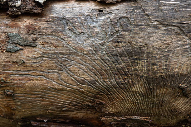 Detailed view showcasing the mesmerising natural designs created by wood boring insects on tree bark, emphasising the beauty of organic artistry in nature.