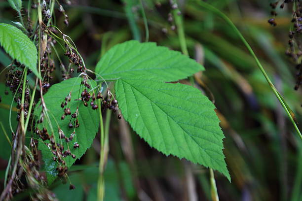 istock Close up of Rubus leaf and dry grass spikelets in temperate forest undergrowth 2241163999