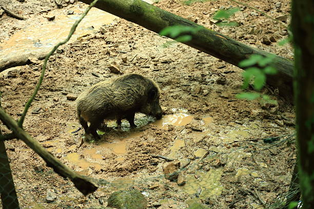The look of the boar. Dilek peninsula national park