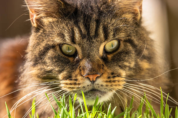 Portrait of a marble Maine Coon