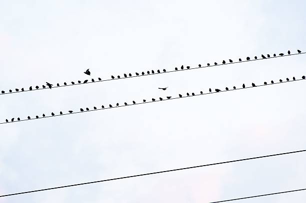istock Birds on power lines with a minimalist sky background. 2241167044