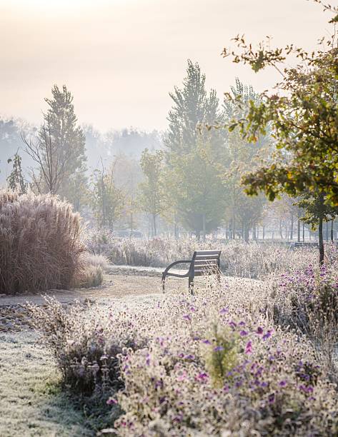 First morning light in the park. Sweden, Stockholm, October