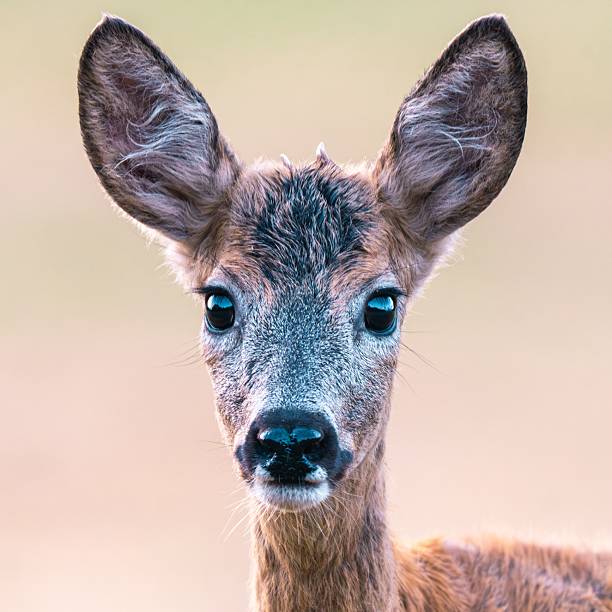 istock Close-up of a young deer with large ears. 2241167104