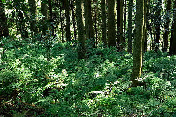 Although sunlight does not reach the ground in coniferous forests, ferns grow abundantly.
