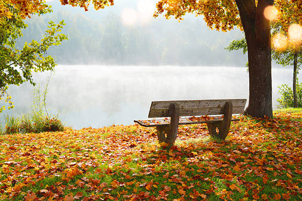 Tree on grassy field during autumn. Scenic view of mountain landscape; Dolomites in background. View of beautiful nature.