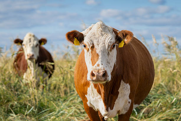 istock Hereford cows grazing in a coastal reed bed. 2241168544