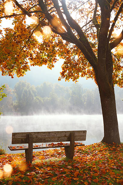 istock Peaceful bench by a lake in autumn 2241168586