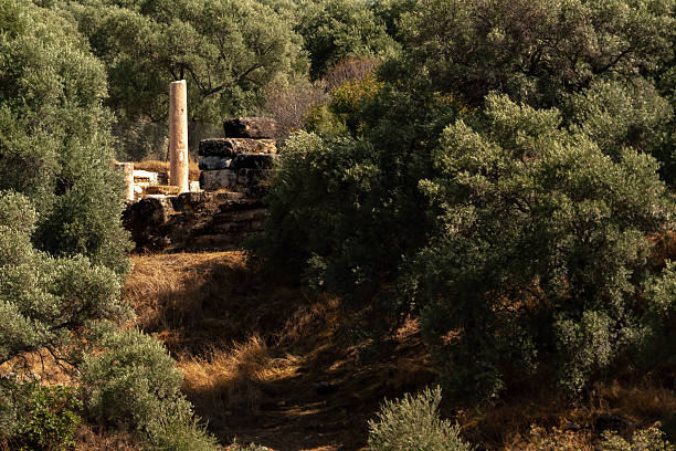 A section of the ancient city of Nysa appears between dense olive trees. Stone ruins and a standing column rise from the hillside, reflecting the harmony between archaeological heritage and the natural Mediterranean landscape.