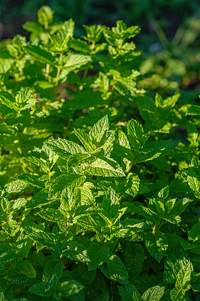 istock mint leaves fresh garden herb 2241171944