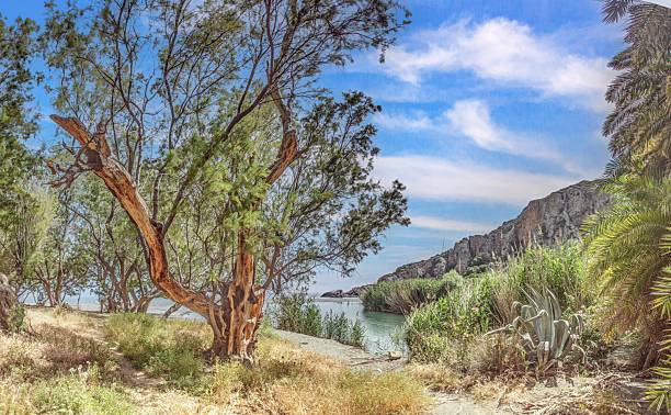 istock Riverbank and trees at Preveli Beach Crete Greece 2241172330