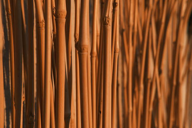 A close-up photo of dried wooden sticks arranged vertically, creating a natural pattern and texture. Captured in warm lighting, this image emphasizes the organic material and is ideal for use in backgrounds, eco-design concepts, interior decoration, or nature-inspired projects.