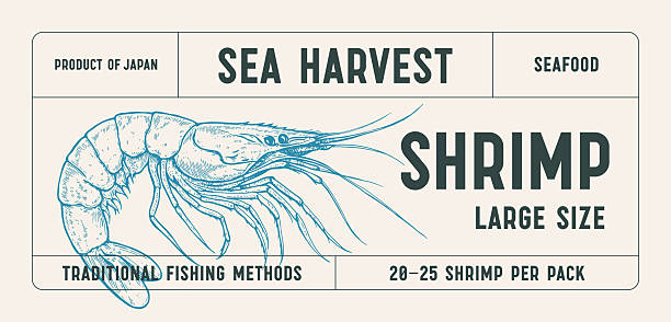 Shrimp, seafood, sketch. Vintage print, seafood shrimp prawn sketch, ink pencil drawing prawn, engrave sketch, hand drawn prawn. Tag packaging, label product. artwork shrimp. Vector Illustration