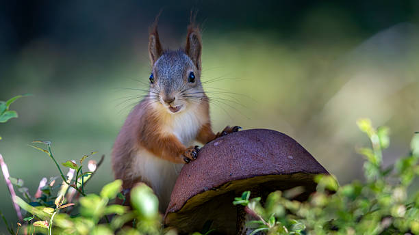 istock Red squirrel in the Finnish forest 2241177903