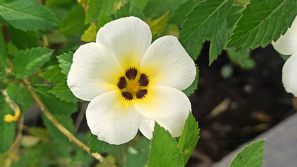 istock Turnera Flower in Bloom 2241177956