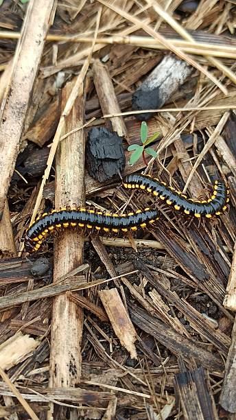 istock Yellow-Spotted Millipede on the Forest Floor 2241178005