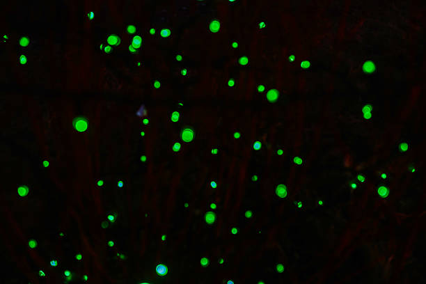 istock Abstract green glowing dots on dark background bokeh effect, blurred lights on dark forest 2241179780