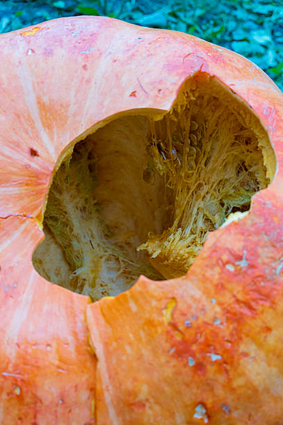 istock Empty pumpkin exposed after carving during autumn festivities in a backyard 2241179882