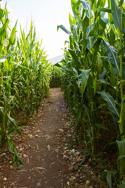 istock Green cornfield path invites exploration in bright sunlight at an agricultural farm during summer 2241179948
